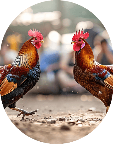 bj66-home-banner-img